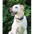 Tractive DOG 4 GPS Pet Tracker Παρακολούθησης Δραστηριότητας Σκύλου Midnight Blue (Τεμάχιο)-