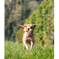 Tractive DOG 4 GPS Pet Tracker Παρακολούθησης Δραστηριότητας Σκύλου White (Τεμάχιο)- Tractive DOG 4 GPS Pet Tracker Παρακολούθησης Δραστηριότητας Σκύλου White (Τεμάχιο)-